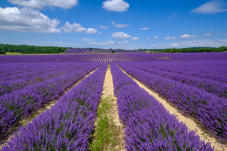 Lavender field on the Albion plateau, Sault,.jpg