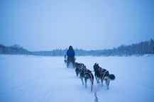 フィンランドで、ロヴァニエミの犬ぞりツアー