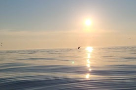 Honningsvåg: North Cape King Crab & Arctic Wildlife Safari