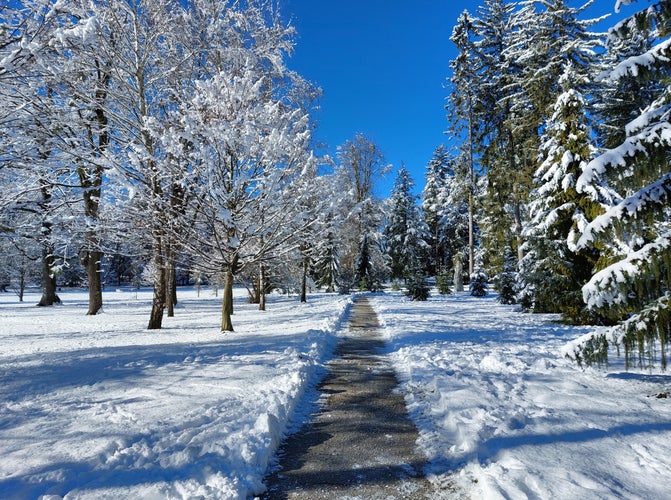 trees under white snow. Winter public park. Pavement. Sunny weather. Maribor. Slovenia