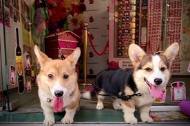 Dégustation de miel et d'hydromel avec des corgis