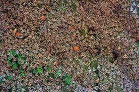 Vallée des papillons et Chalki de Rhodes