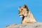 Photo of female lion lying on a rock in Wildlands Emmen Zoo, The Netherlands.