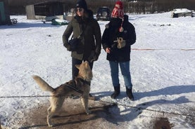 Passeio de trenó Husky de Riga