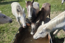 Happy tour camargue og dýfing á hjóli og vespu E