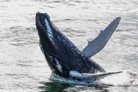 From Reykjavik: Whales and Northern Lights Boat Tour