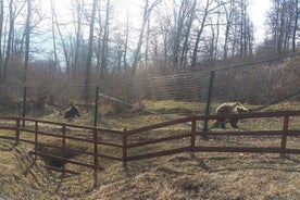 Excursion en petit groupe au sanctuaire des ours LiBearty Zarnesti au départ de Brasov