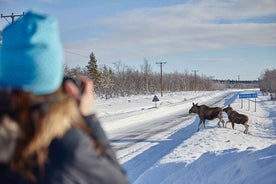 Kiruna: Dýralíf og náttúruljósmyndun