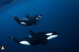 Schnorcheln mit Orcas in Norwegen, 4-tägige All-Inclusive-Expedition