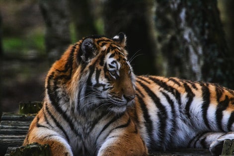 Photo of Siberian Tigers Enjoy a Cool Day at Edinburgh Zoo , Scotiand .