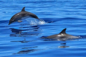 Lisbon Cruise with Dolphin Watching