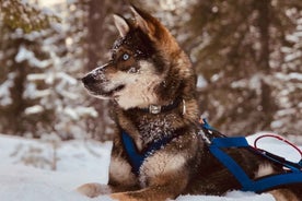 Rovaniemi: Husky Safari Tour & 6-10 km Self-Driving Mushing