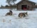 Bearhill Husky, Rovaniemi, Rovaniemen seutukunta, Lapland, Mainland Finland, Finland