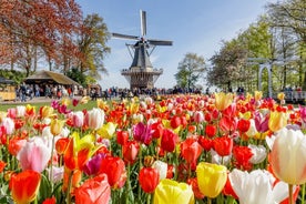 From Antwerp: Full Day Guided Holland Keukenhof & Windmills Tour