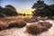 photo of sunrise over blooming Heathland in National Park Dwingelderveld, Drenthe, the Netherlands.