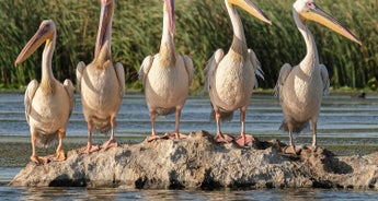 Birdwatching in the Danube Delta