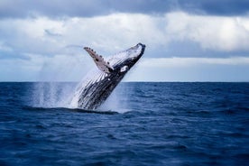 Akureyri: Guided Whale Watching Tour from the City Center