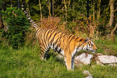 Big amur tiger walking in Eindhoven Zoo, the Netherlands.