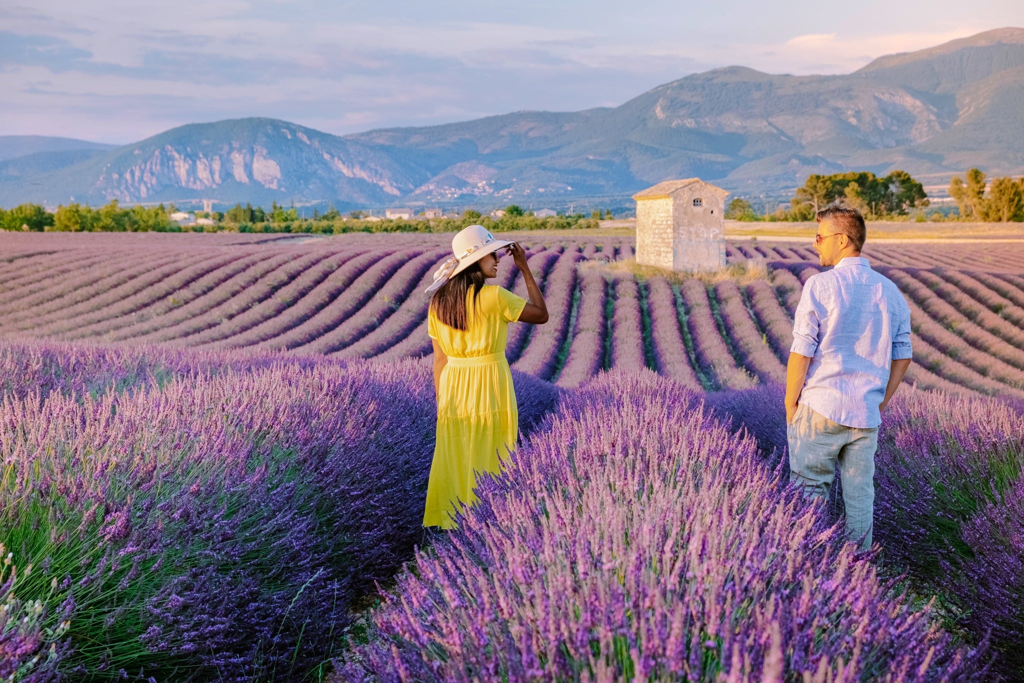 Provence, Lavender field France, Valensole Plateau.jpg