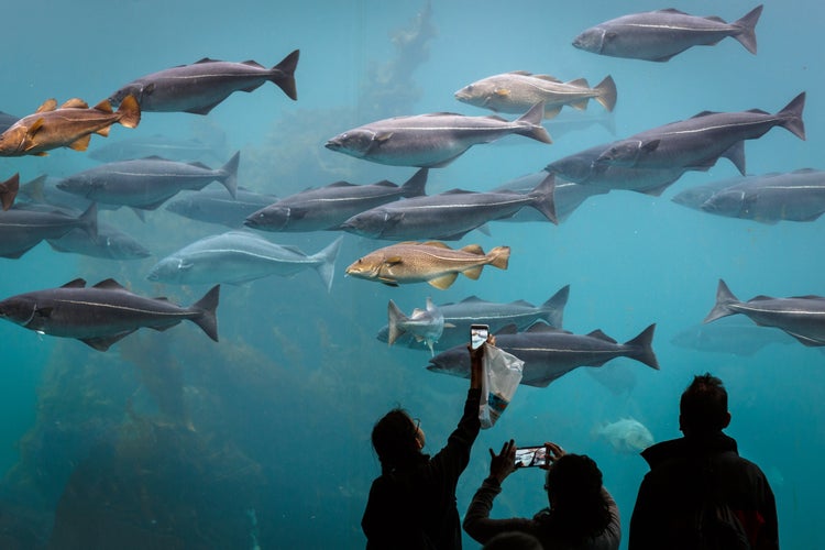 Sea aquarium in Alesund Norway with many fishes.