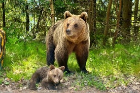 Excursión de un día a Transfagarasan Road para grupos pequeños desde Bucarest