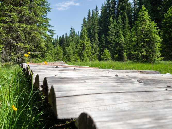 photo of view of Moroeni, Romania - July 16 2021: Wooden path at Laptici Reservation Swamp. This is a protected area in Bucegi Mountains.