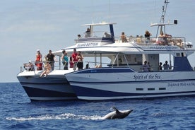 Avistamiento de delfines y ballenas desde Puerto Rico, Gran Canaria