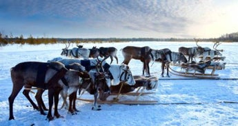 Lapland & the Arctic Circle - 5 Days