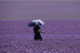 Ganztägige private Tour Gorges du Verdon (LAVENDEL 15. JUNI/15. JULI)