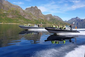 From Svolvaer: Trollfjorden Wildlife RIB Cruise