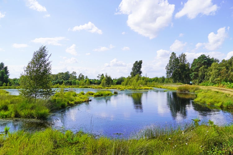 Photo of A beautiful shot of a bog in Diepholzer Moor nature reserve near Diepholz .