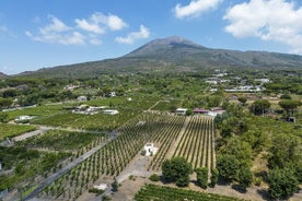 Degustación de vinos orgánicos y experiencia de almuerzo en el Monte Vesubio