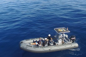 Excursion d'observation des baleines en petit groupe de 2 heures