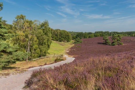 photo of Brunssummerheide in the Netherlands, hotspot for outdoor activities like walking, hiking, mountain biking.
