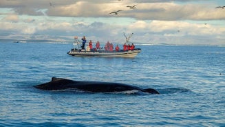 RIB Whale Watching Small-Group Boat Tour from Reykjavik