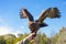 photo of view of Releasing to wild a rescued lesser spotted eagle (Aquila pomarina) in the wildlife rescue center of Szeged Zoo, Szeged, Hungary.