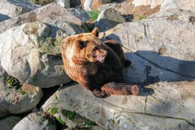 Geführte Ranua Wildlife Park Tour, kleine Gruppe Abenteuer, Mittagessen inklusive