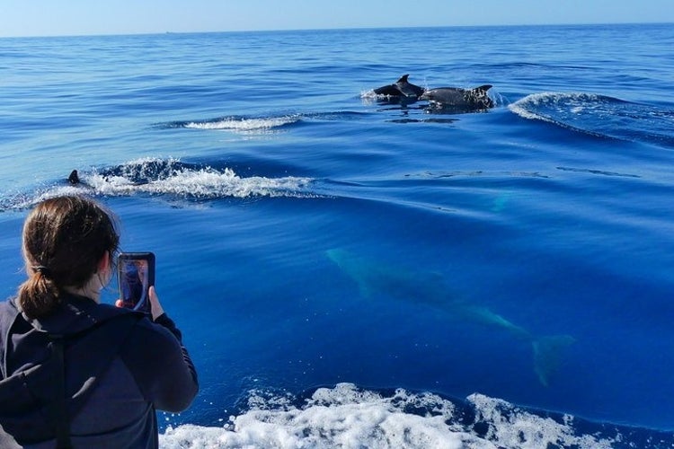 dolphin watching in Faro.jpg