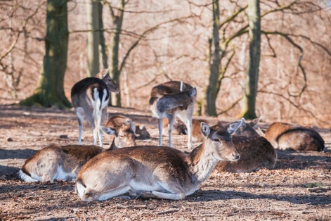 Photo of deer herd in Marselisborg Deer Park, Aarhus, Denmark.