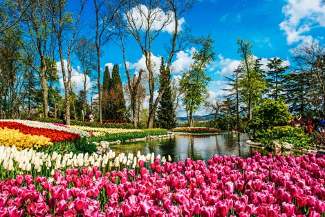 Traditional Tulip Festival in Emirgan Park, a historical urban park at springtime, spring travel background.