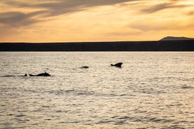 Sólsetursferð um höfrunga í litlum hópi á rafmagnskatamaran Lanzarote