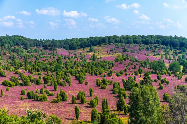 photo of view of Colorful blooming heather landscape at the Totengrund near Wilsede, Bispingen in the heart of the nature reserve Lüneburger Heide.