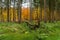 Photo of Autumn forest in Store Dyrehave, Denmark.