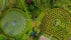 Greenan Maze, Ballinanty, Ballinacor ED, The Municipal District of Arklow, County Wicklow, Leinster, Ireland