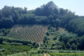 Visita guiada privada de Pisa de día completo con visita a la granja vinícola local