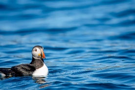 Bleik: Whale Watching by Speedboat with Puffins and Muffins