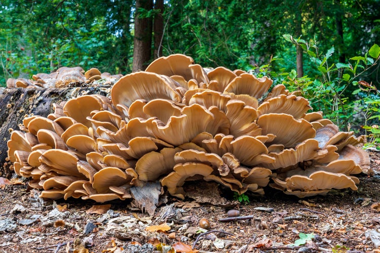 photo of view of A huge Giant Polypore (Meripilus giganteus) in park De Horsten, Wassenaar.