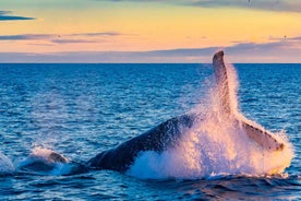 From Reykjavik: Full Day Whale Watching & Golden Circle Tour