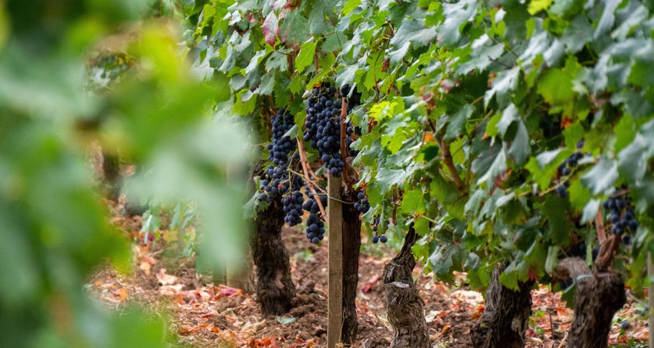 Ripe grapes hanging on vines in a Bordeaux vineyard during the September harvest season..jpg