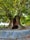 Giant Plane Tree, Telavi, Kakheti, Georgia